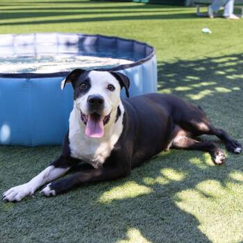 Pit Bull Terrier Dogs Available for Adoption in Pasadena, California - Monica | PetCurious