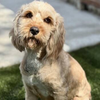 Terrier and Schnauzer Dogs Available for Adoption in Hondo, Texas - Hera - Ready For A Fresh Start | PetCurious