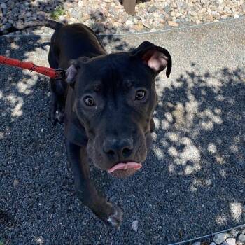 Shadow -  Pit Bull Terrier Dog for Adoption in Cheyenne, Wyoming - Shadow | PetCurious
