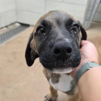 Stitch -  Mixed Breed Dog for Adoption in Chicago, Illinois - Stitch | PetCurious