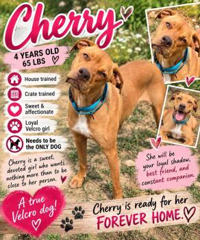 Cherry -  Labrador Retriever Dog for Adoption in Fort Worth, Texas - Cherry | PetCurious