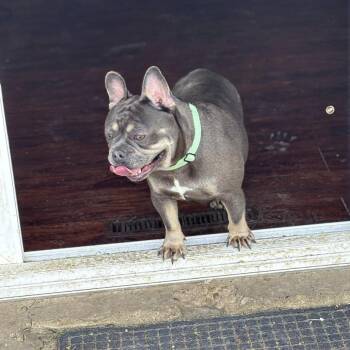 French Bulldog Dogs Available for Adoption in Huber Heights, Ohio - Candace | PetCurious
