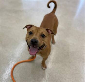 Pit Bull Terrier and Mixed Breed Dogs Available for Adoption in Hagerstown, Maryland - GARTH | PetCurious