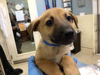 Rescue German Shepherd Dog Dogs for Adoption in Riverside, California - REGIS | PetCurious