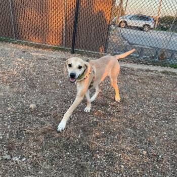 Arlo -  Mixed Breed Dog for Adoption in Monticello, Iowa - Arlo | PetCurious