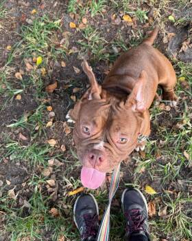 Rescue American Bulldog Dogs for Adoption in Sunrise, Florida - BamBam | PetCurious