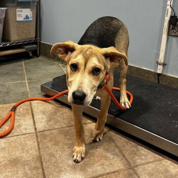 Elizabeth -  Mixed Breed Dog for Adoption in Chattanooga, Tennessee - Elizabeth | PetCurious