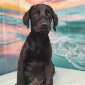 Smokey -  Labrador Retriever and Poodle Dog for Adoption in Griswold, Connecticut - Smokey | PetCurious