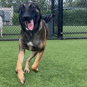 Ben 8040 -  Belgian Shepherd Malinois Dog for Adoption in Loxahatchee Groves, Florida - Ben 8040 | PetCurious