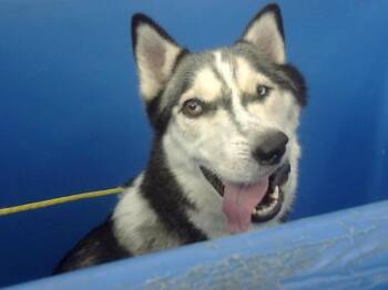 Siberian Husky Dogs Available for Adoption in Dallas, Texas - ZAZA | PetCurious