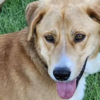 Apollo -  Yellow Labrador Retriever Dog for Adoption in Toronto, Ontario - Apollo | PetCurious