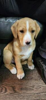 Labrador Retriever and Beagle Dogs Available for Adoption - Buttercup | PetCurious