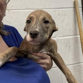 Harry -  Mixed Breed Dog for Adoption in Springboro, Ohio - Harry | PetCurious