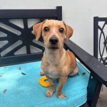 Zion -  Dachshund and Beagle Dog for Adoption in Los Angeles, California - Zion | PetCurious