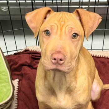 Pit Bull Terrier and Shar Pei Dogs Available for Adoption in Evansville, Indiana - Beth | PetCurious