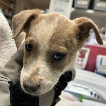 Mixed Breed Dogs Available for Adoption in Flagstaff, Arizona - Viper | PetCurious