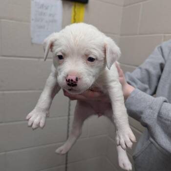 Mixed Breed Dogs Available for Adoption - Dawn | PetCurious