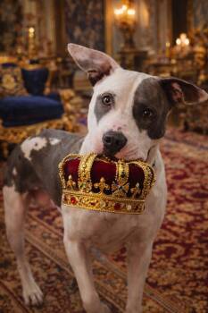 Theo -  Pit Bull Terrier Dog for Adoption - Theo | PetCurious