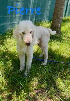 Pierre -  Poodle Dog for Adoption in Fort Pierce, Florida - Pierre | PetCurious