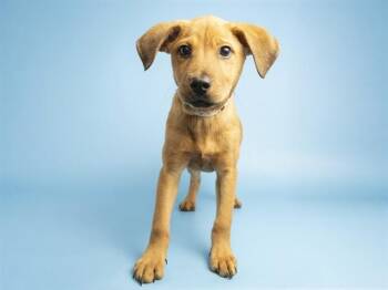 HONEY -  Pit Bull Terrier and Mixed Breed Dog for Adoption in Phoenix, Arizona - HONEY | PetCurious