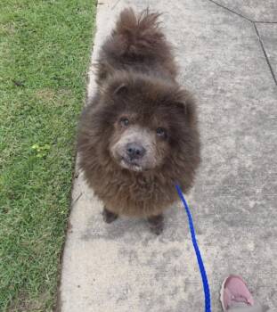 Chow Chow and Mixed Breed Dogs Available for Adoption in Houston, Texas - OSITA | PetCurious