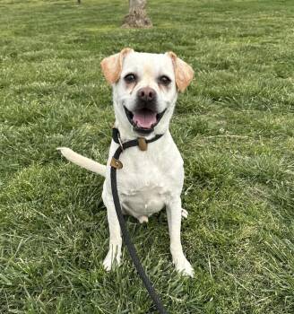 Waffle -  Terrier Dog Available for Adoption in Evansville, Indiana - Waffle | PetCurious