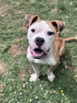 Goose -  Pit Bull Terrier Dog for Adoption in Snoqualmie, Washington - Goose | PetCurious