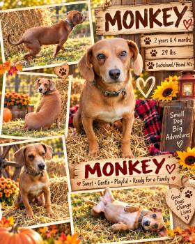 MONKEY -  Dachshund and Beagle Dog for Adoption in Jackson, Tennessee - MONKEY | PetCurious