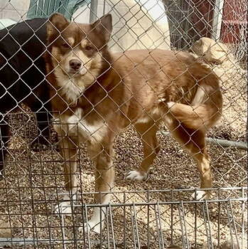 Rescue Alaskan Malamute Dogs for Adoption in Piedmont, Missouri - Rusty | PetCurious