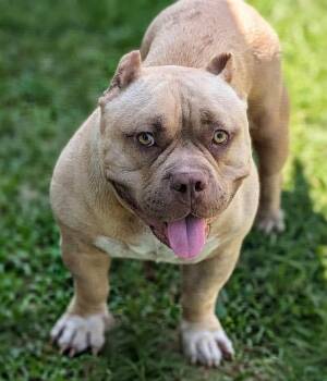 Lila -  American Bully Dog for Adoption in Baton Rouge, Louisiana - Lila | PetCurious