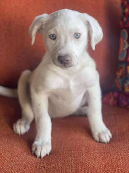 Rescue Yellow Labrador Retriever Dogs for Adoption in San Diego, California - Nova | PetCurious