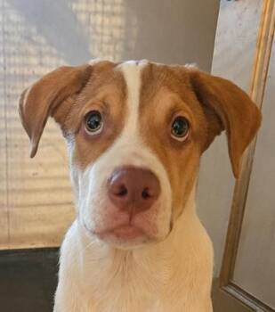 Mackenzie, Puppy. -  Labrador Retriever and Hound Dog for Adoption in St. Petersburg, Florida - Mackenzie, Puppy. | PetCurious