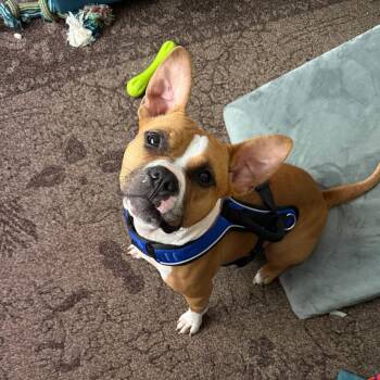Rescue Bulldog and Mixed Breed Dogs for Adoption in Memphis, Tennessee - Cleopatra | PetCurious