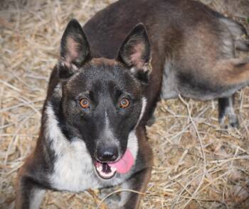KC-Super Smart -  Australian Cattle Dog Blue Heeler and Belgian Shepherd Malinois Dog for Adoption in Rockport, Indiana - KC-Super Smart | PetCurious