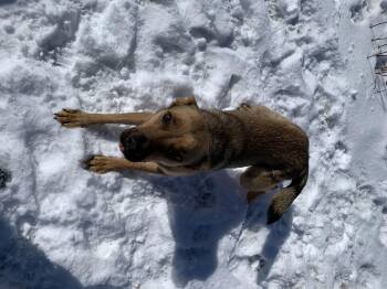 Shepherd Dogs Available for Adoption - Joyce | PetCurious