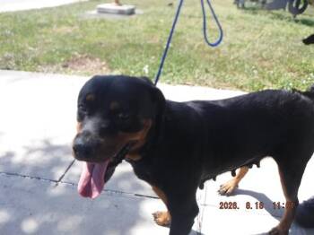 PIXIE -  Rottweiler Dog for Adoption in Doral, Florida - PIXIE | PetCurious