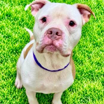 Chance -  Terrier Dog for Adoption in Battle Creek, Michigan - Chance | PetCurious