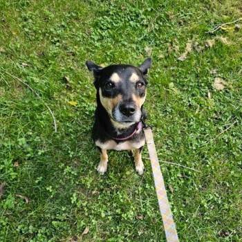 Stormy -  Australian Kelpie and Mixed Breed Dog for Adoption in Dayton, Ohio - Stormy | PetCurious