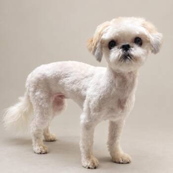 Lyra -  Shih Tzu Dog for Adoption in Little Rock, Arkansas - Lyra | PetCurious