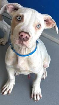 Mixed Breed Dogs Available for Adoption in Vancouver, Washington - Franz | PetCurious