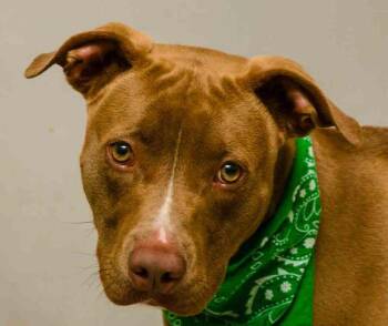 Terrier Dogs Available for Adoption in Sanford, Florida - Reed | PetCurious
