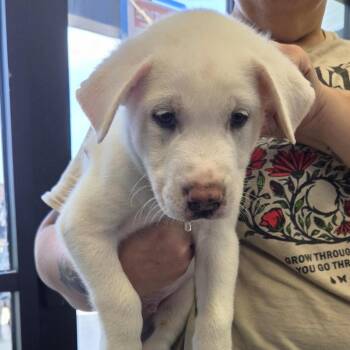 Uncle -  Shepherd and Mixed Breed Dog for Adoption in Marshall, Texas - Uncle | PetCurious