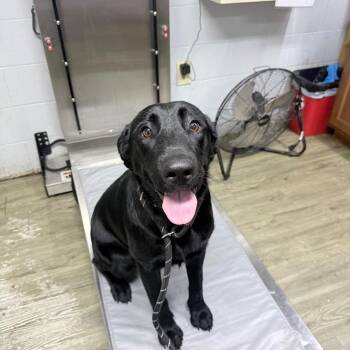 Sara -  Mixed Breed Dog for Adoption in Summerville, South Carolina - Sara | PetCurious