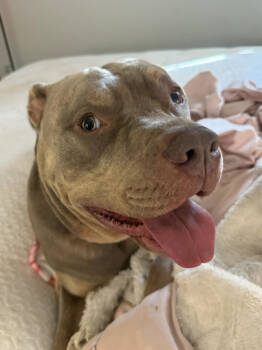 Rescue American Staffordshire Terrier Dogs for Adoption in Decatur, Georgia - Rocky | PetCurious