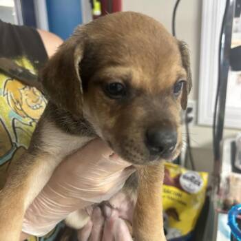 Ziggy -  Mixed Breed Dog for Adoption in Uniontown, Pennsylvania - Ziggy | PetCurious