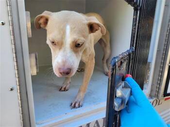 Rescue Pit Bull Terrier and Mixed Breed Dogs for Adoption in Houston, Texas - A639533 | PetCurious