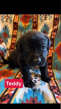 Teddy -  Labrador Retriever and Flat Coated Retriever Dog for Adoption in Duluth, Minnesota - Teddy | PetCurious