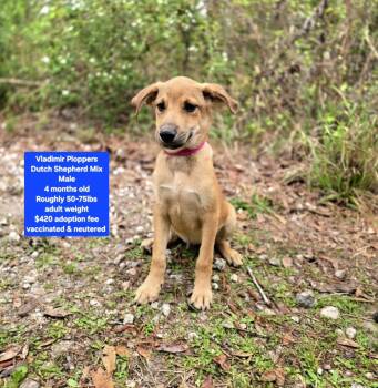 Dutch Shepherd Dogs Available for Adoption - Vladimir Ploppers  | PetCurious