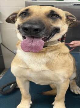 German Shepherd Dog and Mixed Breed Dogs Available for Adoption - LUNA | PetCurious