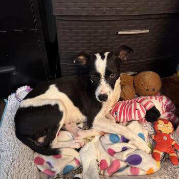 Rescue Rat Terrier and Jack Russell Terrier Dogs for Adoption in Sequatchie, Tennessee - Annie | PetCurious